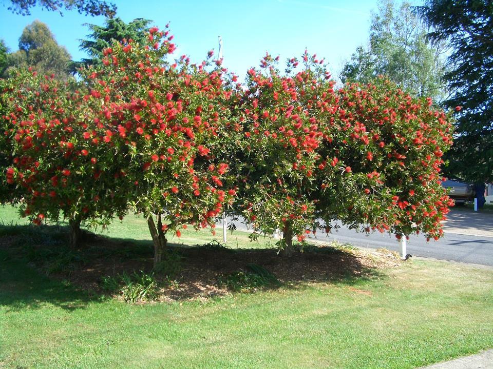 Rainbow Pines Tourist Caravan Park Adaminaby Buitenkant foto